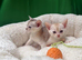Champion BL Cinnamon Silver Abyssinian Female Available