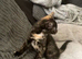 Gorgeous kittens