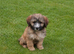 Heavenly Harriet &ndash; 6 Month -Old Tibetan Terrier Puppy Looking for Her Forever Home