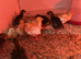 Jumbo quail