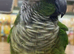 Baby green check counre talking parrot