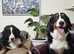 Top Quality Bernese Mountain Dog – Stud Service