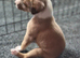Kc registered whippet Boy