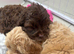 Cockapoo puppies ready now!'