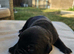 Bullador puppies