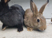 Rabbits 10 weeks old male. Black or Brown.