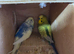 Breeding pair budgies complete with Breeding Set Upred