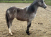 Registered welsh a yearling filly