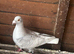Reduced cock