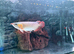 Indonesian Super Red Arowana for Sale