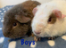 Beautiful home bred baby teddy Guinea pigs now available