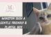 Reduced Pedigree Kittens Ready Now!