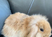 Mini lop litter ready 1st August. Unusual colours.