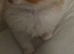Adorable Kittens Ready Now
