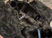Beautiful frug puppies intime for Christmas