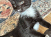 RAGDOLL MIX MALE KITTEN READY NOW