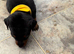 Mini pincher puppies