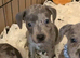 Dna clear Rare blue Merle Staffordshire bull terrier puppies