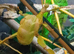 Macleays Spectre Stick Insect Eggs That Produce Green