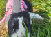Young male rabbit