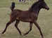 Beautiful show pony filly
