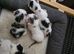 Bengal cross kittens