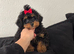 Female poodle c