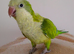 Lime Green Quaker Beautiful Female Very Tame & Talks