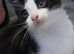 White/black male fluffy kitten