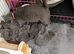 BEAUTIFUL LITTLE RUSSIAN BLUE KITTENS 9 WEEKS OLD