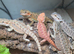 Baby bearded dragons