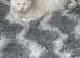 2 British short haired hair kittens for sale