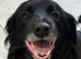Gentle 7‑Year‑Old Spaniel/Retriever Cross Looking for a Loving Home