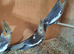 Baby cockatiels