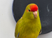Young Kakarikis