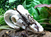 Emperor Scorpions at Birmingham Reptiles