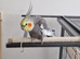This lovely boy is looking for a really good and happy home