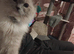 Male ragdoll looking fir a home