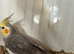 Cockatiel