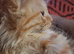 Lovely Kittens