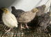 Japanese quails