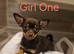 3 chocolate and tan Chihuahua puppies