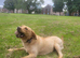 Chunky british Labrador Girl 10 month looking for new home