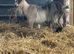 2 Pygmy Females possibly in kid