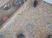 Courtnix quails 6 females 1 male