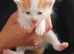 Gorgeous Kittens available soon!