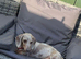 Miniature Dachsund