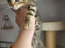 Bengal cross ragdoll boy