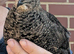 Coturnix  Quail eggs