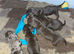 miniature dachshund pups